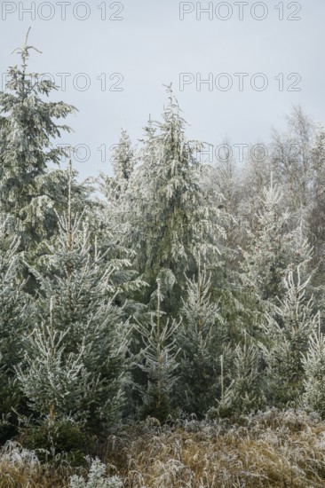 Mixed forest with norway spruce (Picea abies) and European beech (Fagus sylvatica) white from roarfrost, on a sunny day in winter, Bavaria, Germany