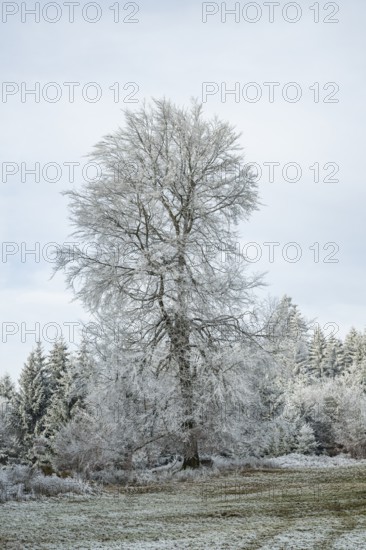 Meadow in a valley surrounded by a mixed forest with norway spruce (Picea abies) and European beech (Fagus sylvatica) white from roarfrost, on a sunny day in winter, Bavaria, Germany