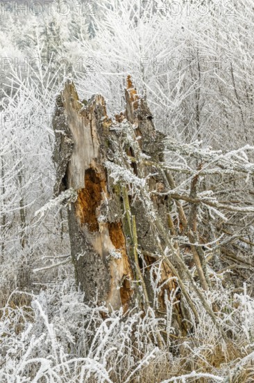 Rotten norway spruce (Picea abies) tree trunk covered white from roarfrost, on a sunny day in winter, Bavaria, Germany