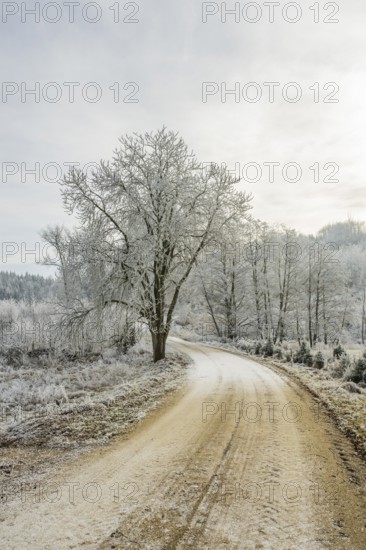 Forest road going through a beautiful landscape with forest, meadows and bushes, white from roarfrost, on a sunny day in winter, Bavaria, Germany