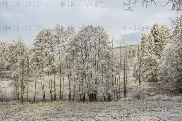 Meadow with a little stream in a valley surrounded by a mixed forest with norway spruce (Picea abies) and European beech (Fagus sylvatica) white from roarfrost, on a sunny day in winter, Bavaria, Germany