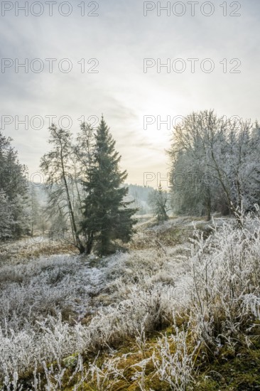 Valley surrounded by a mixed forest with young norway spruce (Picea abies) trees covered white from roarfrost, on a sunny day in winter, Bavaria, Germany