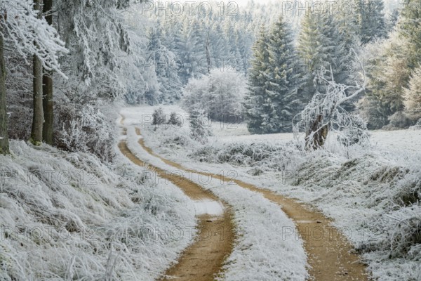 Forest road going through a beautiful landscape with forest, meadows and bushes, white from roarfrost, on a sunny day in winter, Bavaria, Germany