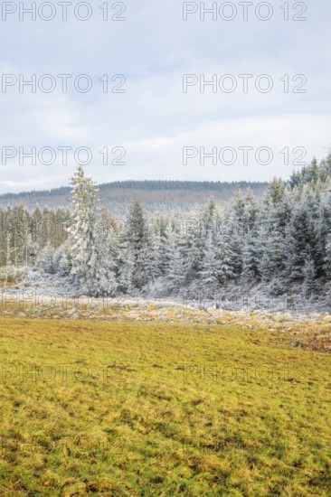 Meadow in a valley surrounded by a mixed forest with norway spruce (Picea abies) and European beech (Fagus sylvatica) white from roarfrost, on a sunny day in winter, Bavaria, Germany