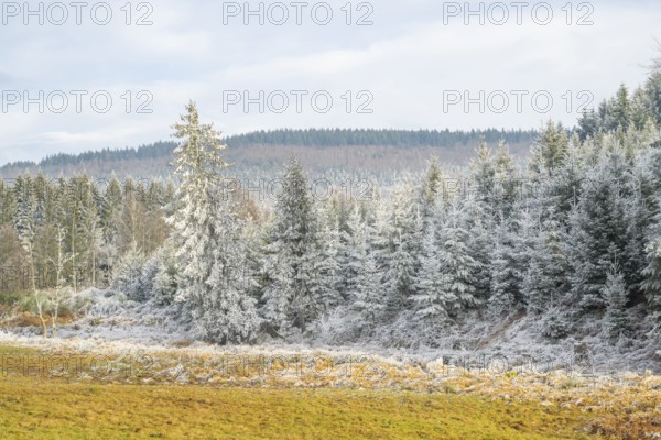 Meadow in a valley surrounded by a mixed forest with norway spruce (Picea abies) and European beech (Fagus sylvatica) white from roarfrost, on a sunny day in winter, Bavaria, Germany