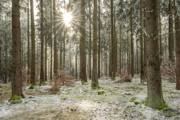 Mixed forest with norway spruce (Picea abies) and European beech (Fagus sylvatica) white from roarfrost, on a sunny day in winter, Bavaria, Germany