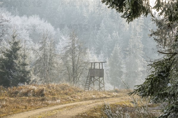 Hunting pulpit on a meadow beside a little forest road in a valley surrounded by a mixed forest with norway spruce (Picea abies) and European beech (Fagus sylvatica) white from roarfrost, on a sunny day in winter, Bavaria, Germany
