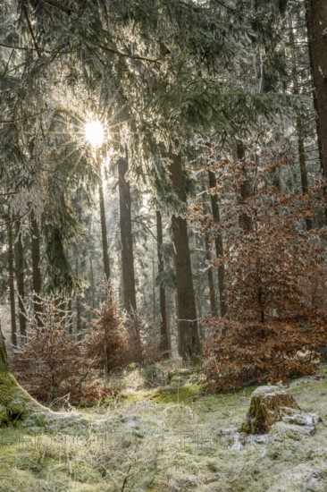 Mixed forest with norway spruce (Picea abies) and European beech (Fagus sylvatica) white from roarfrost, on a sunny day in winter, Bavaria, Germany