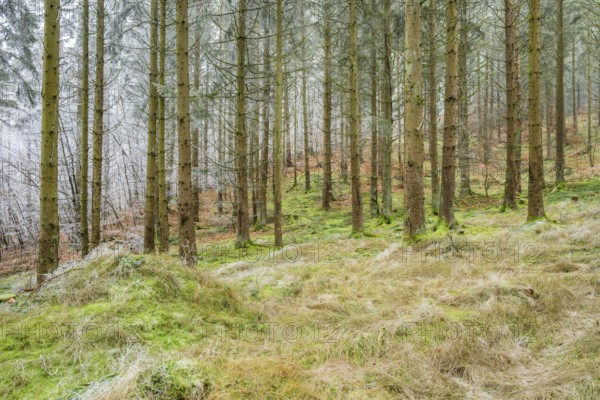 Norway spruce (Picea abies) white from roarfrost, on a sunny day in winter, Bavaria, Germany