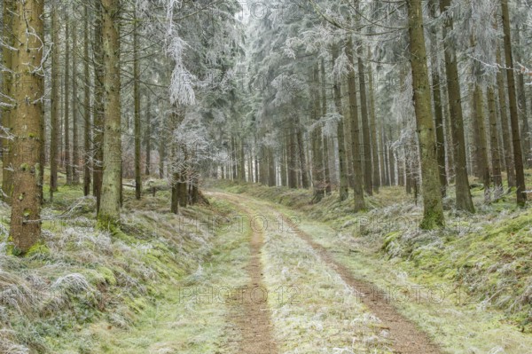 Forest road going through a mixed forest white from roarfrost on a sunny day in winter, Bavaria, Germany