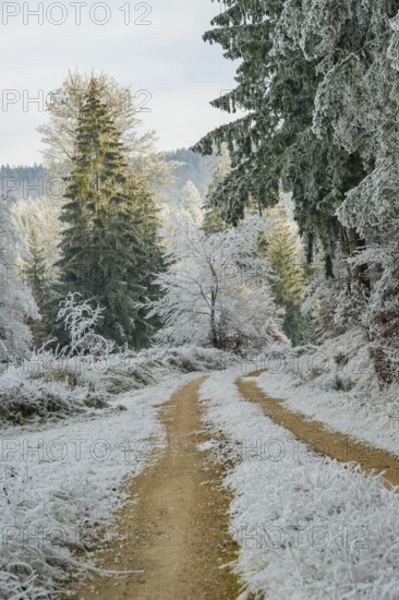 Forest road going through a beautiful landscape with forest, meadows and bushes, white from roarfrost, on a sunny day in winter, Bavaria, Germany