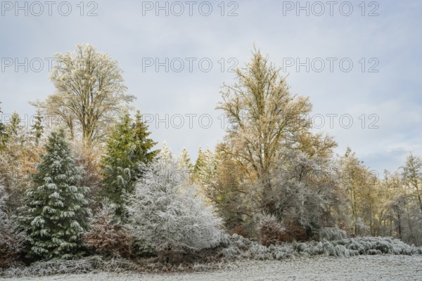 Mixed forest with norway spruce (Picea abies) and European beech (Fagus sylvatica) behind a meadow, white from roarfrost, on a sunny day in winter, Bavaria, Germany