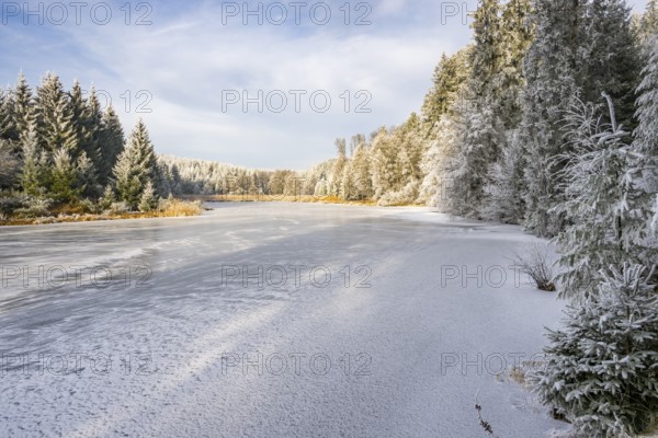 A frozen pont in a valley surrounded by a mixed forest with norway spruce (Picea abies) and European beech (Fagus sylvatica) white from roarfrost, on a sunny day in winter, Bavaria, Germany