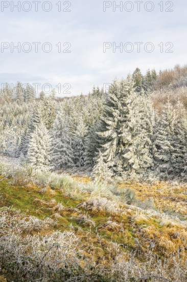 Valley with a small stream surrounded by a mixed forest with young norway spruce (Picea abies) trees covered white from roarfrost, on a sunny day in winter, Bavaria, Germany