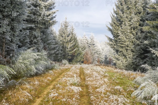 Walking trail going through a mixed forest white from roarfrost on a sunny day in winter, Bavaria, Germany