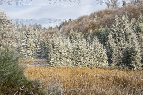 Meadow in a valley surrounded by a mixed forest with norway spruce (Picea abies) and European beech (Fagus sylvatica) white from roarfrost, on a sunny day in winter, Bavaria, Germany