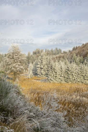 Meadow in a valley surrounded by a mixed forest with norway spruce (Picea abies) and European beech (Fagus sylvatica) white from roarfrost, on a sunny day in winter, Bavaria, Germany
