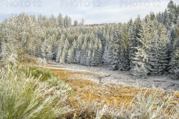 Valley with a small stream surrounded by a mixed forest with young norway spruce (Picea abies) trees covered white from roarfrost, on a sunny day in winter, Bavaria, Germany