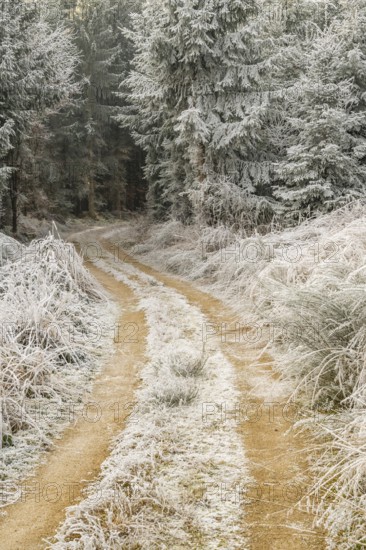 Forest road going through a mixed forest white from roarfrost on a sunny day in winter, Bavaria, Germany