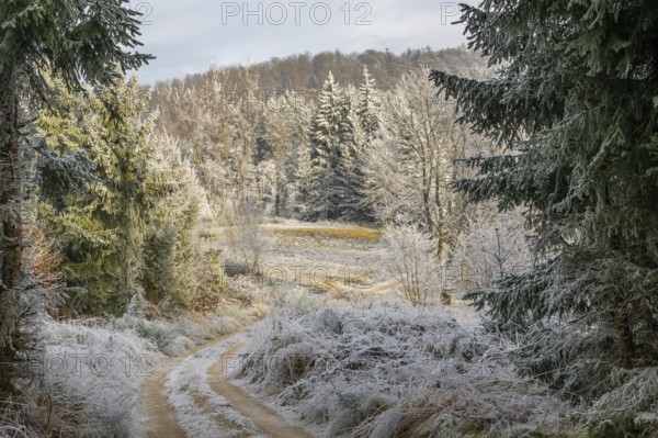 Forest road going through a beautiful landscape with forest, meadows and bushes, white from roarfrost, on a sunny day in winter, Bavaria, Germany