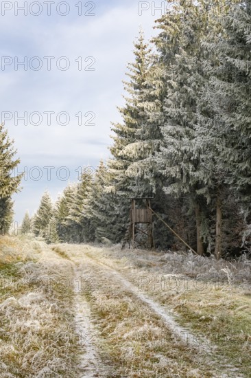 Hunting pulpit beside a alking trail going through a mixed forest white from roarfrost on a sunny day in winter, Bavaria, Germany