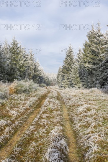 Walking trail going through a mixed forest white from roarfrost on a sunny day in winter, Bavaria, Germany
