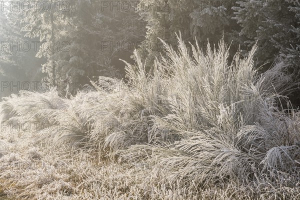 Common broom (Cytisus scoparius) growing in a valley beside a forest, white from roarfrost, on a sunny day in winter, Bavaria, Germany