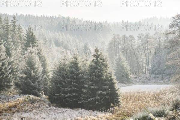 Valley surrounded by a mixed forest with young norway spruce (Picea abies) trees covered white from roarfrost, on a sunny day in winter, Bavaria, Germany