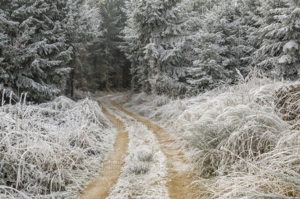 Forest road going through a mixed forest white from roarfrost on a sunny day in winter, Bavaria, Germany