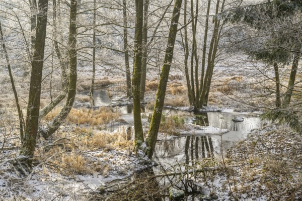 Common alder (Alnus glutinosa) growing in a valley with e litle stream in the middle, white from roarfrost, on a sunny day in winter, Bavaria, Germany