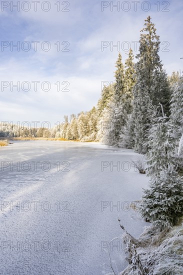 A frozen pont in a valley surrounded by a mixed forest with norway spruce (Picea abies) and European beech (Fagus sylvatica) white from roarfrost, on a sunny day in winter, Bavaria, Germany