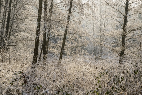 Common alder (Alnus glutinosa)growing in a valley beside a forest, white from roarfrost, on a sunny day in winter, Bavaria, Germany