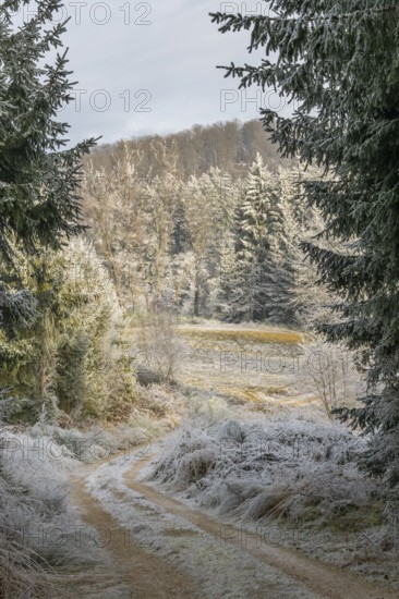 Forest road going through a beautiful landscape with forest, meadows and bushes, white from roarfrost, on a sunny day in winter, Bavaria, Germany