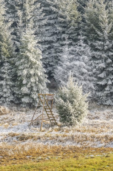 Hunting pulpit on a meadow in a valley surrounded by a mixed forest with norway spruce (Picea abies) and European beech (Fagus sylvatica) white from roarfrost, on a sunny day in winter, Bavaria, Germany