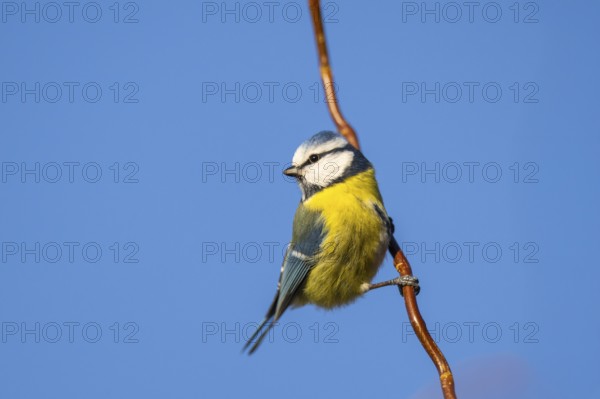Eurasian blue tit (Cyanistes caeruleus) sitting on a branch, Bavaria, Germany