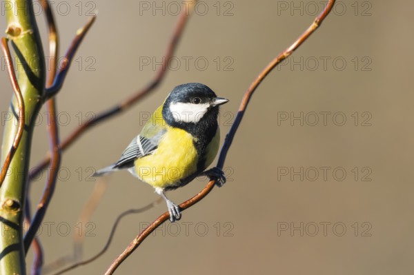 Great tit (Parus major) sitting on a branch, Bavaria, Germany