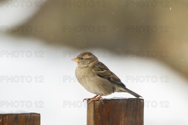 House sparrow (Passer domesticus) sitting on a fence, Bavaria, Germany