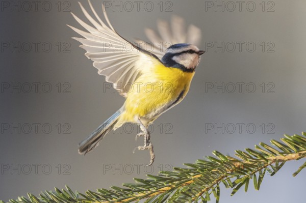 Eurasian blue tit (Cyanistes caeruleus) flying from a branch, Bavaria, Germany