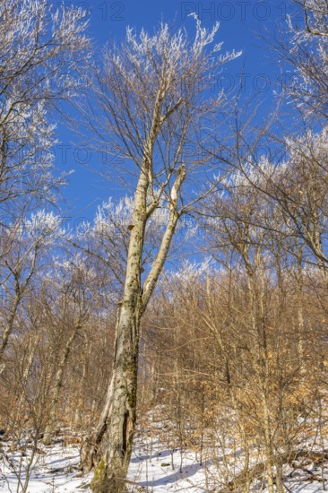 European beech (Fagus sylvatica) trees in a forest with hoarfrost on the branches in winter, Vápec, Horná Poruba, Slovakia