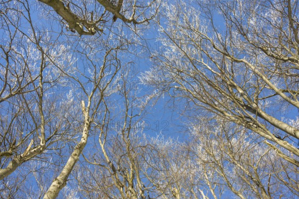 European beech (Fagus sylvatica) trees in a forest with hoarfrost on the branches in winter, Vápec, Horná Poruba, Slovakia