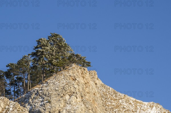 Scots pine (Pinus sylvestris) trees growing on a huge rock in winter, Vápec, Horná Poruba, Slovakia