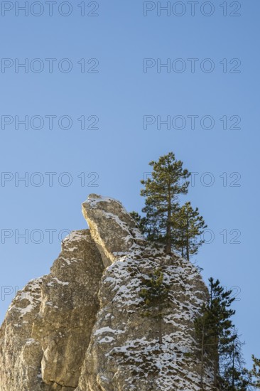 Scots pine (Pinus sylvestris) trees growing on a huge rock in winter, Vápec, Horná Poruba, Slovakia