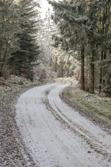 Forest road going through a mixed forest white from roarfrost on a sunny day in winter, Bavaria, Germany