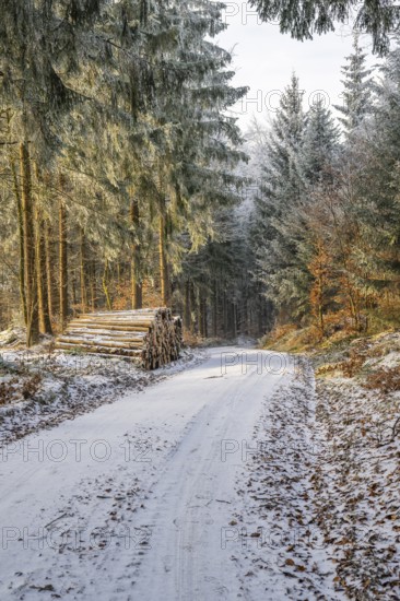 Piled up felled tree trunks beside a forest road going through a mixed forest white from roarfrost on a sunny day in winter, Bavaria, Germany