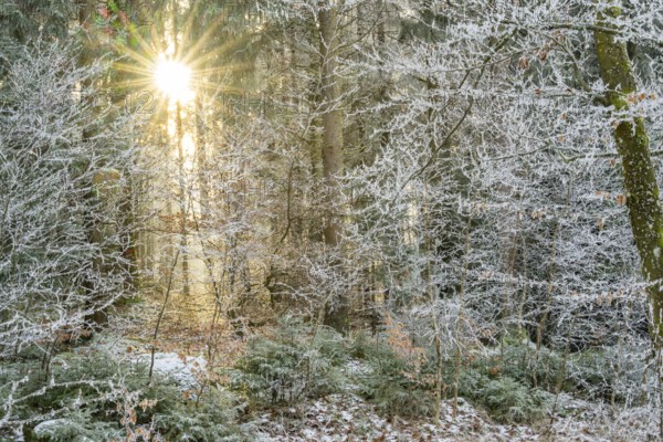 Mixed forest with norway spruce (Picea abies) and European beech (Fagus sylvatica) white from roarfrost, on a sunny day in winter, Bavaria, Germany