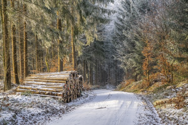 Piled up felled tree trunks beside a forest road going through a mixed forest white from roarfrost on a sunny day in winter, Bavaria, Germany