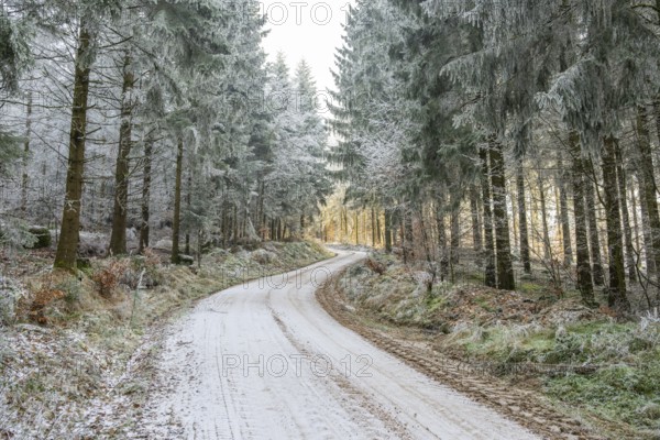 Forest road going through a mixed forest white from roarfrost on a sunny day in winter, Bavaria, Germany