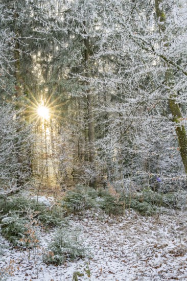 Mixed forest with norway spruce (Picea abies) and European beech (Fagus sylvatica) white from roarfrost, on a sunny day in winter, Bavaria, Germany