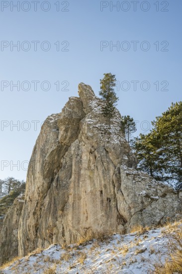 Scots pine (Pinus sylvestris) trees growing on a huge rock in winter, Vápec, Horná Poruba, Slovakia