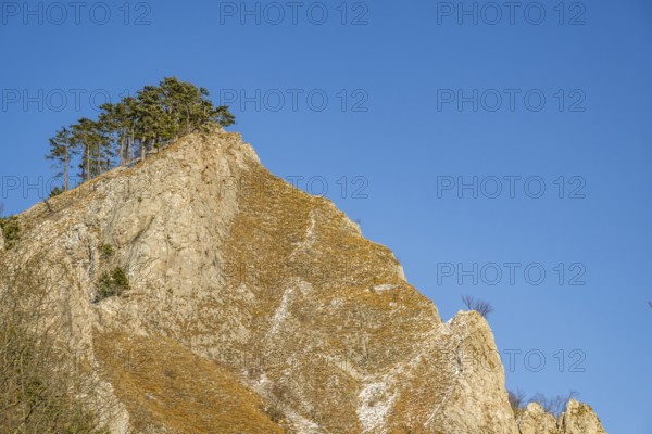 Scots pine (Pinus sylvestris) trees growing on a huge rock in winter, Vápec, Horná Poruba, Slovakia